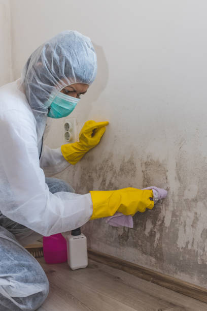 Best Real Estate Mold Inspection  in North Merrick, NY